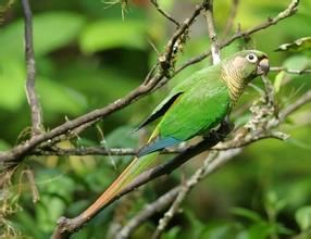 赤褐腹錐尾鸚鵡 赤褐腹錐尾鸚鵡