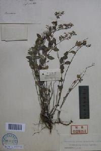 清香姜味草 清香姜味草