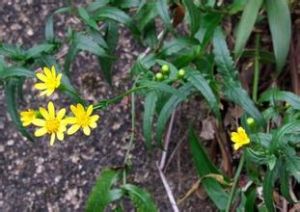 毛柄華千里光 毛柄華千里光