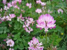 有根瘤菌的植物——紫雲英