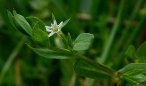 岩生繁縷 岩生繁縷