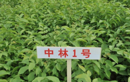 中林1號 中林1號