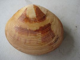 面具美女蛤 面具美女蛤