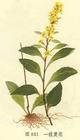 中藥一枝黃花 中藥一枝黃花