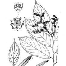 台灣翼核果 台灣翼核果