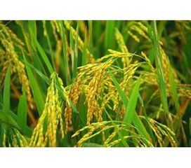 香糯8333 香糯8333