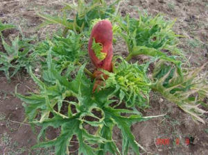 唐古特大黃 唐古特大黃