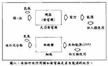 植物呼吸作用猶如發電廠