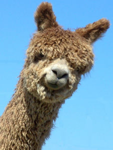 羊駝療法 羊駝療法