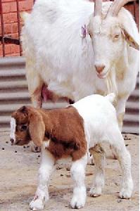 家畜育種 家畜育種