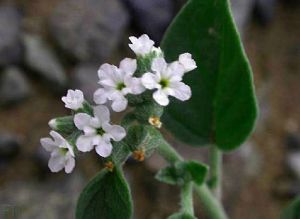 橢圓葉天芥菜 橢圓葉天芥菜