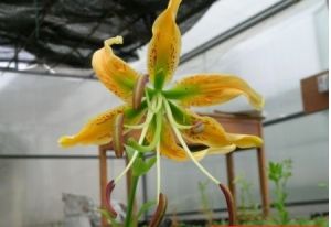 南川百合 南川百合