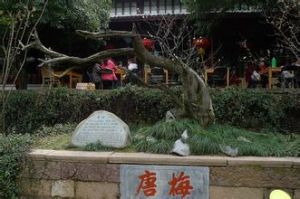 四大古梅 四大古梅