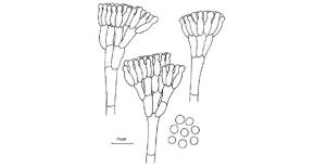 疣狀青黴 疣狀青黴
