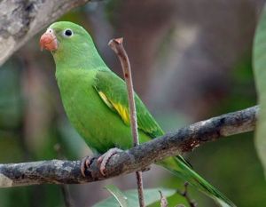 翅斑鸚哥屬 翅斑鸚哥屬