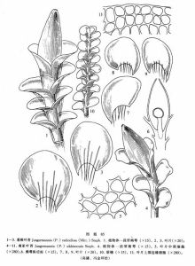 垂根葉苔 垂根葉苔