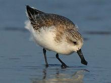 勺嘴鷸面貌特徵