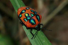 斜紋寬盾蝽 斜紋寬盾蝽
