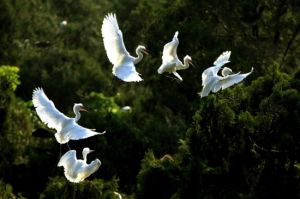 白鷺保護區 白鷺保護區