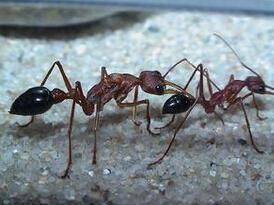 鬥牛犬蟻 鬥牛犬蟻