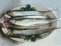 黃河刀魚 黃河刀魚