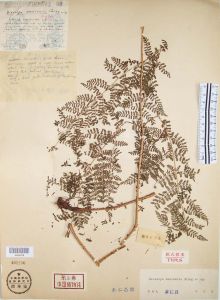 峨眉紅腺蕨 峨眉紅腺蕨