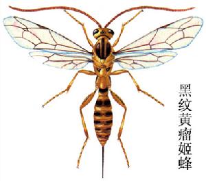 黑紋黃瘤姬蜂 黑紋黃瘤姬蜂