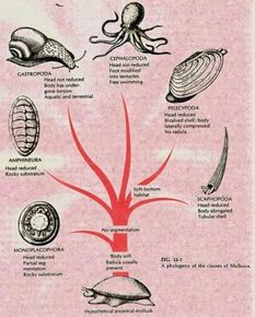 內褶短柱蟲 內褶短柱蟲