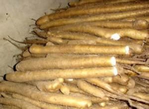 汾陽長山藥 汾陽長山藥