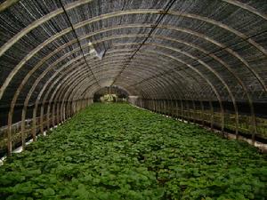 （圖）大棚內的山嵛菜 