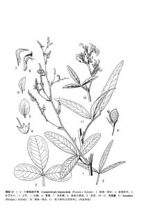 三棱枝杭子梢 三棱枝杭子梢