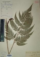 廬山複葉耳蕨 廬山複葉耳蕨