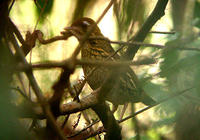 短尾蟻鶇 短尾蟻鶇