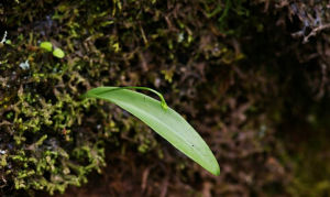 長苞無柱蘭 長苞無柱蘭