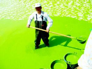 （圖）藍藻水華