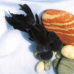 雙掛黑水泡 雙掛黑水泡