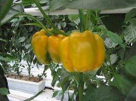 楊凌高新示範區 楊凌高新示範區