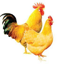 中山沙欄雞 中山沙欄雞