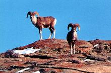 國家二級保護動物盤羊