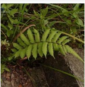 毛囊方稈蕨 毛囊方稈蕨