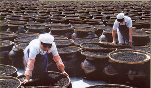 陽江豆豉製作過程