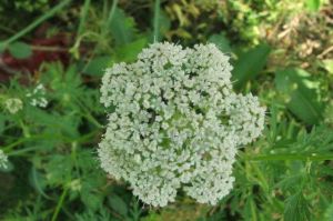 阿米芹族 阿米芹族