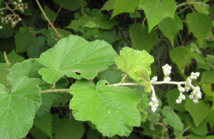 長萼棠葉懸鉤子 長萼棠葉懸鉤子