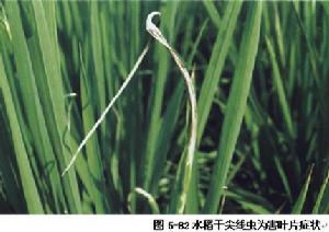 水稻莖線蟲