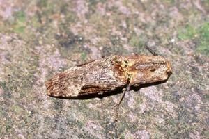 雙紋褐叩頭蟲 雙紋褐叩頭蟲