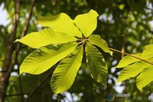 圓葉梭羅 圓葉梭羅