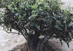 （圖）雲峰毛尖