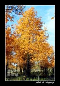 金胡楊風景旅遊區 金胡楊風景旅遊區