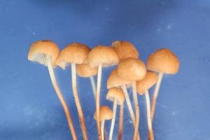 櫟生金錢菇 櫟生金錢菇