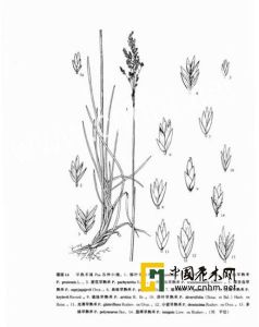 多脈早熟禾 多脈早熟禾